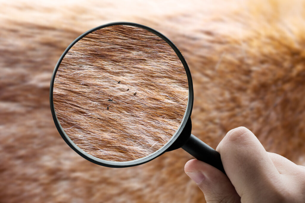 5 Strange Facts About Parasites